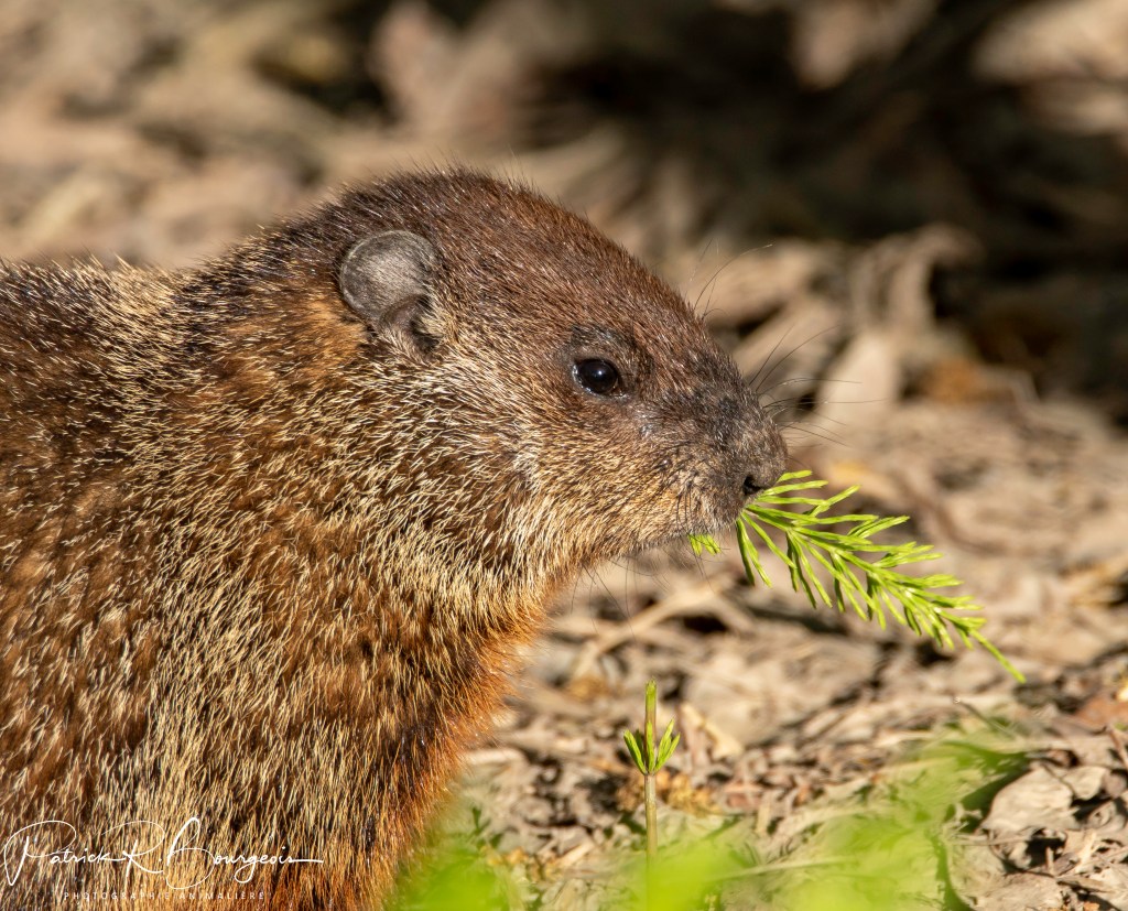 C&rsquo;est important de manger de la&nbsp;salade…