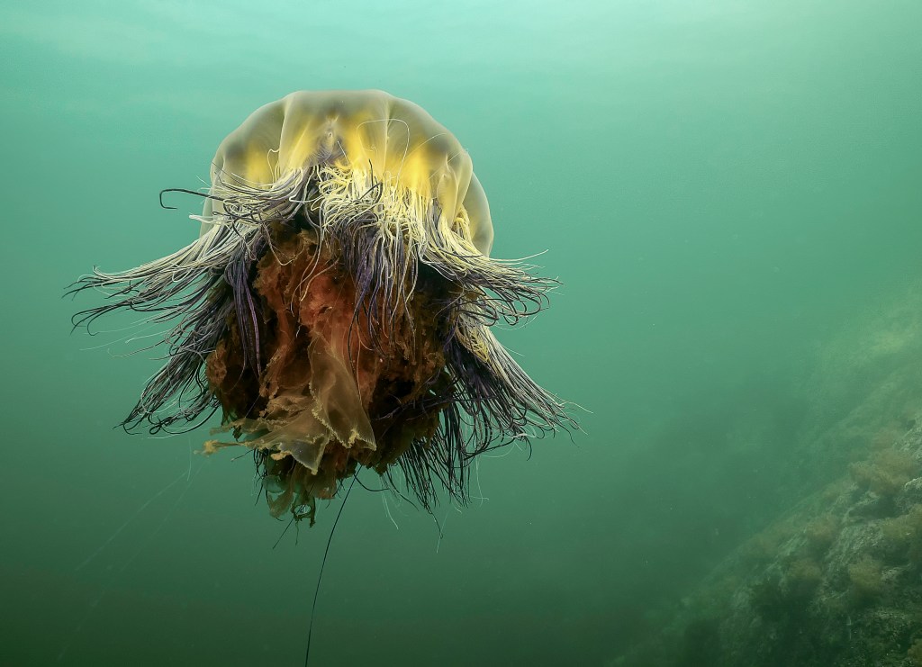 La plus grosse méduse de ma&nbsp;vie