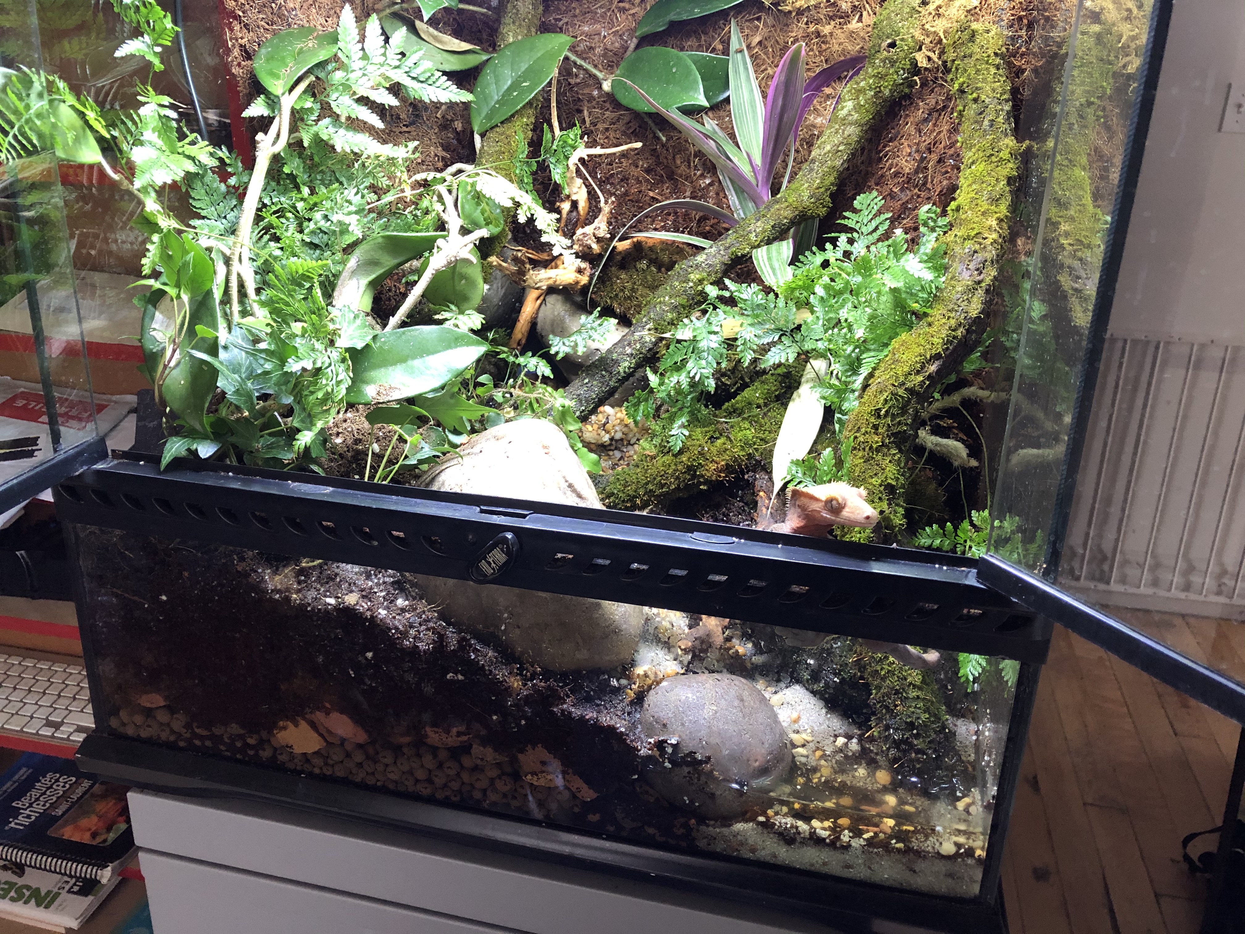 terrarium