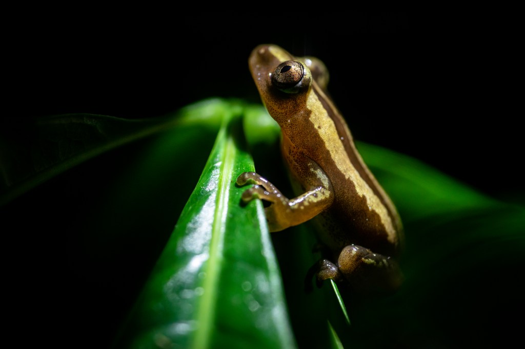 Un mâle pointe le bout de son&nbsp;nez