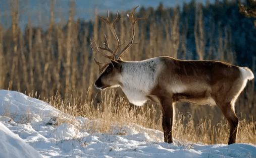 Caribou, les Innus somment Québec&nbsp;d&rsquo;agir
