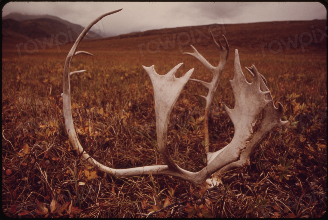 Caribou Shed Their Antlers Annually;