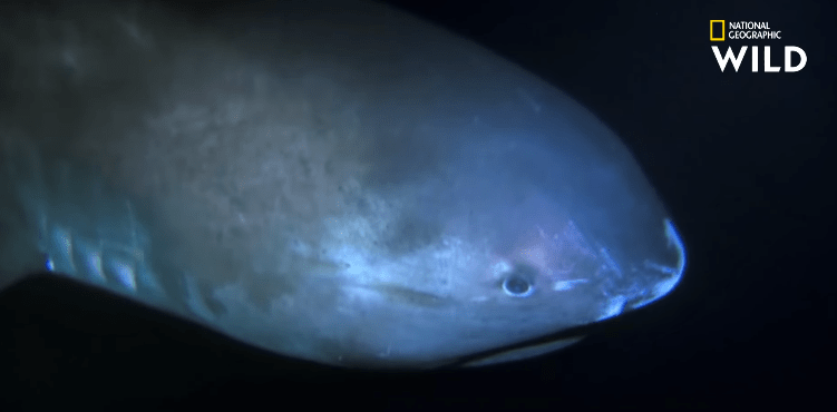Un requin qui brille pour attirer ses&nbsp;proies