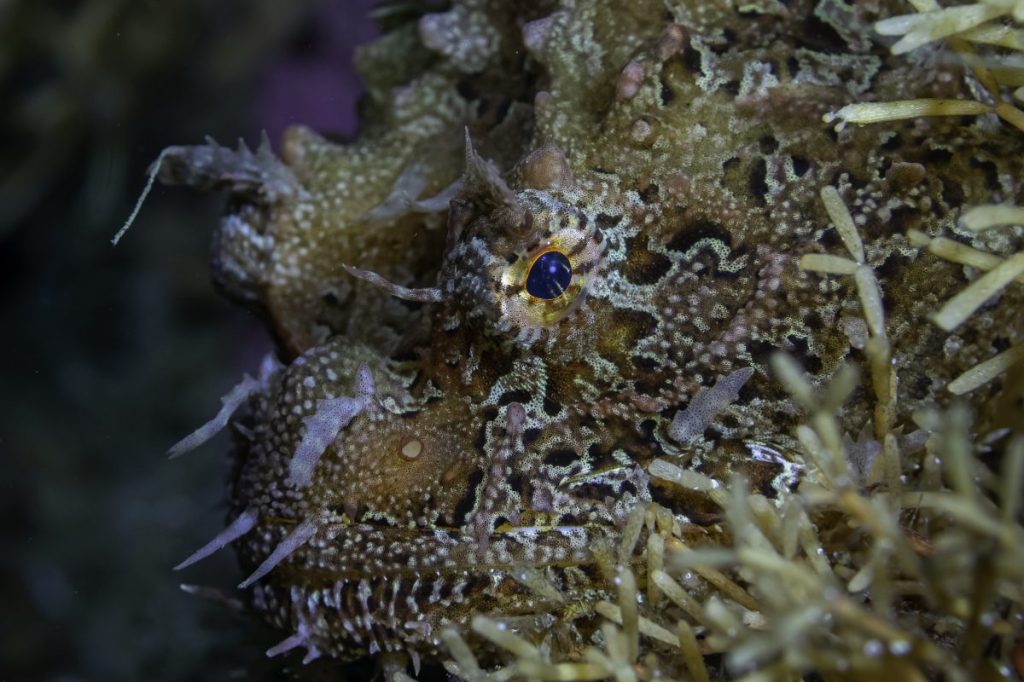 Un poisson qui a appris à bien se&nbsp;déguiser