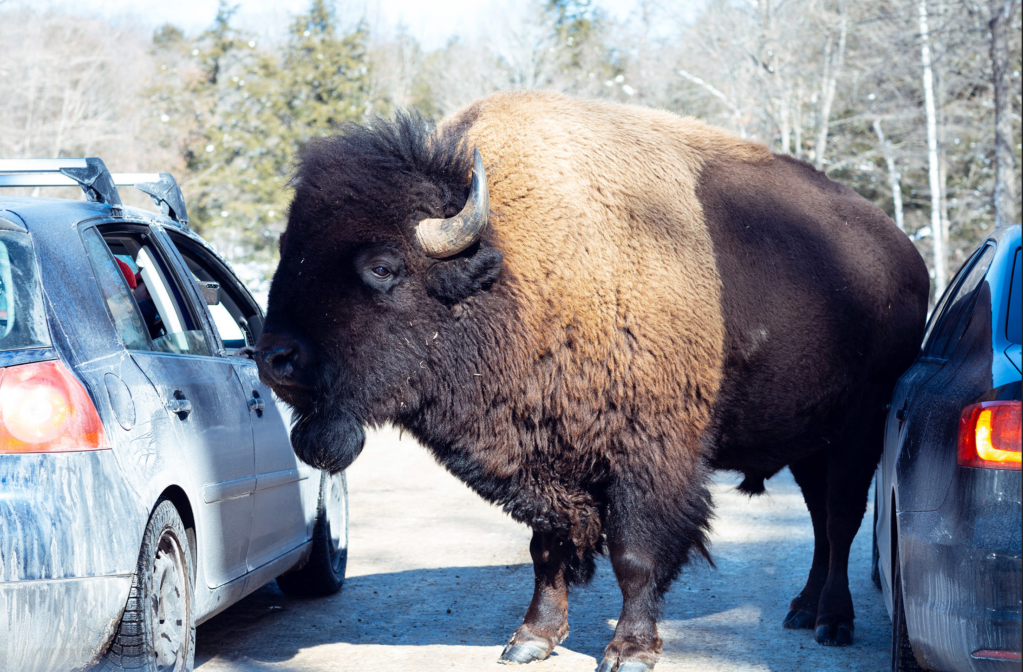 Ils s&rsquo;introduisent au parc Oméga pour abattre des&nbsp;animaux