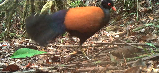 Un oiseau qu&rsquo;on croyait disparu depuis 140 ans a été&nbsp;retrouvé