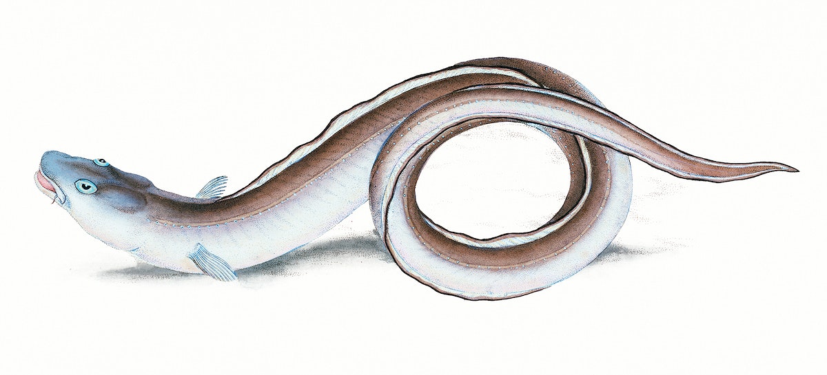 Conger Eel (Mur&aelig;na Conger) illustration from The Natural History of British Fishes (1802) by Edward Donovan (1768-1837). Original from The New York Public Library. Digitally enhanced by rawpixel.