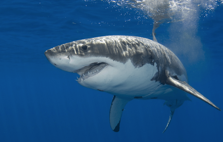 (Vidéo) Est-ce bien un requin blanc qu&rsquo;on aperçoit aux Îles-de-la-Madeleine?