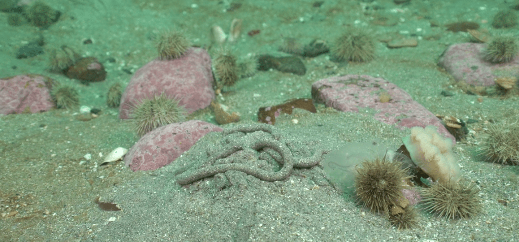 Qui fait ces spirales en&nbsp;sable?