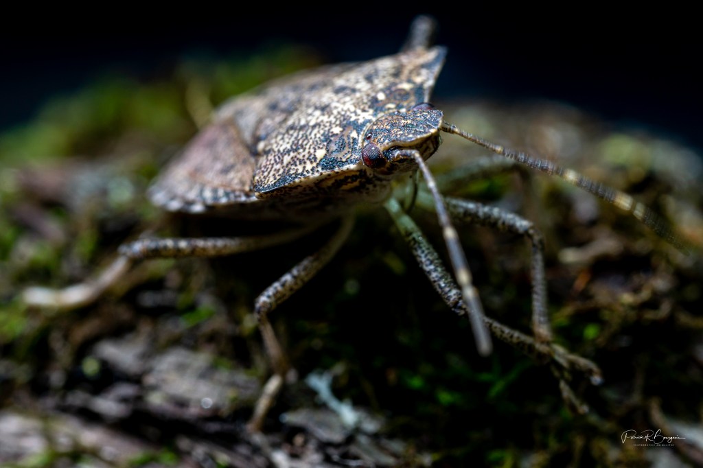 Photo d&rsquo;insectes:  deux approches&nbsp;différentes