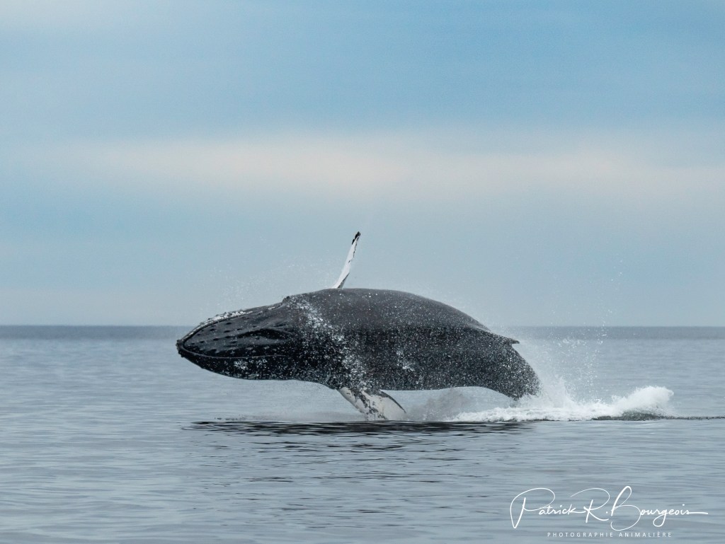 Omniprésence des rorquals à&nbsp;bosse