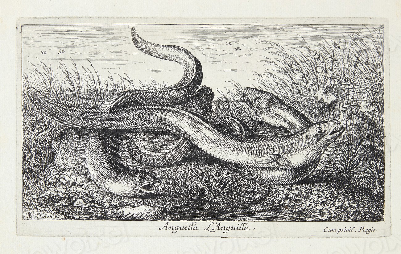 The eel (Anguilla) by Albert