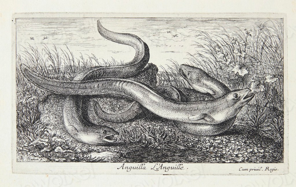 L&rsquo;anguille, sur le point de disparaître des eaux du&nbsp;Saint-Laurent?