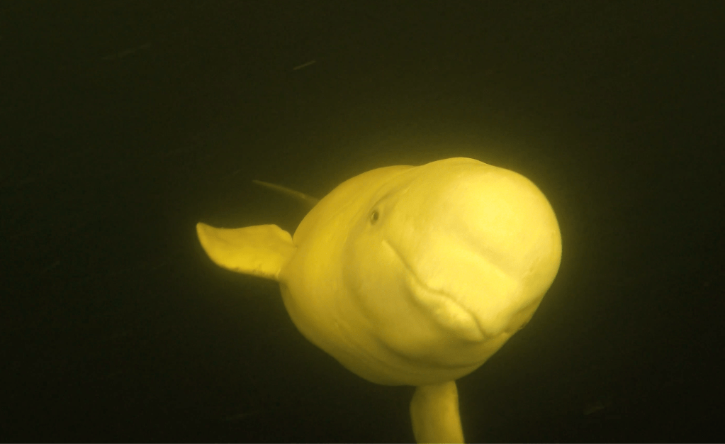 Ça va mieux ou pas pour nos&nbsp;bélugas?