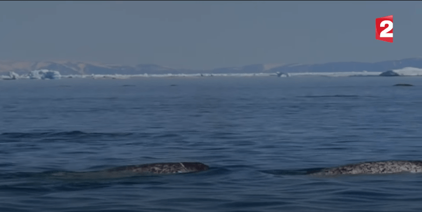 De superbes images de narvals et de&nbsp;bélugas