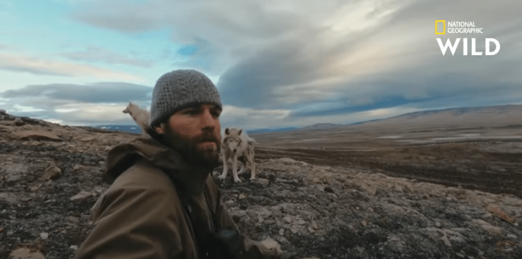 Un homme entouré par des&nbsp;loups