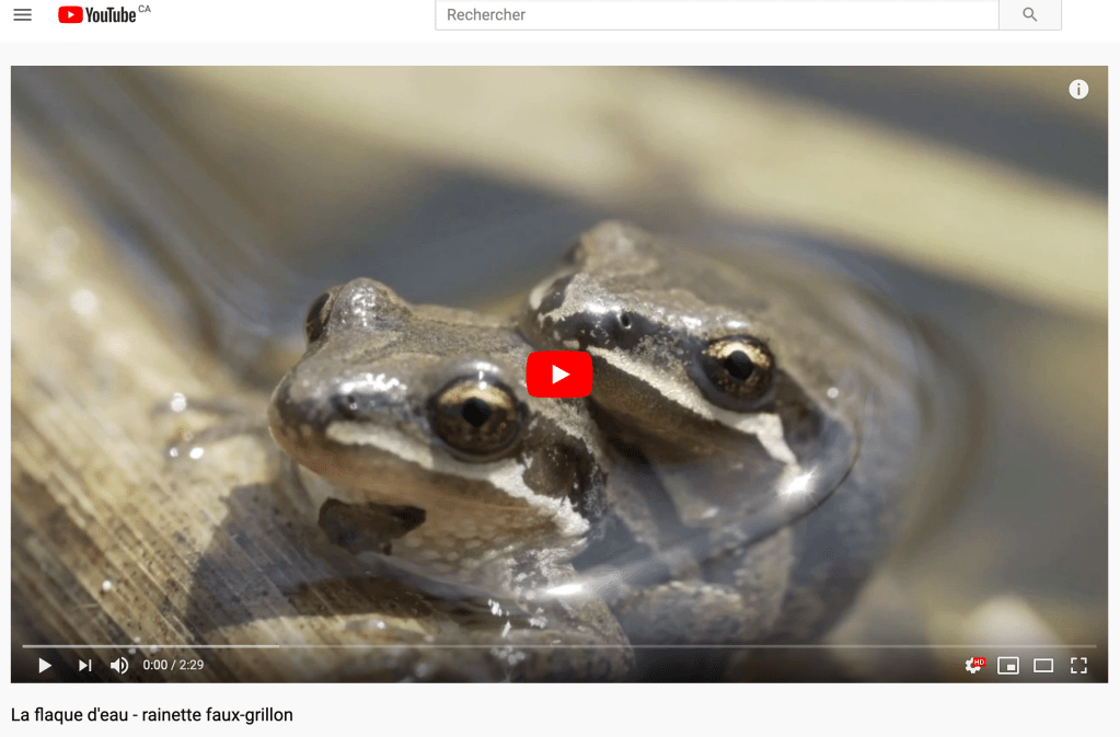 Rainette faux-grillon:  un projet&nbsp;documentaire