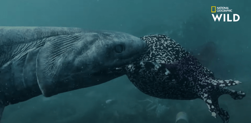 Un requin qui ressemble à un&nbsp;serpent