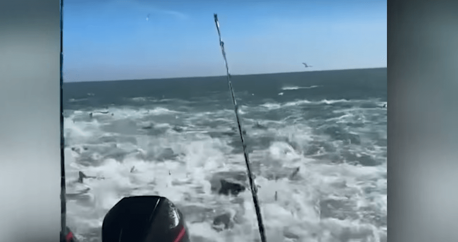 Une &laquo;&nbsp;armée&nbsp;&raquo; de requins fonce vers un bateau de&nbsp;pêche