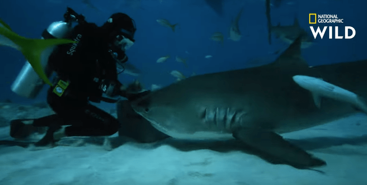 Défi: Mesurer une morsure de&nbsp;requin-tigre