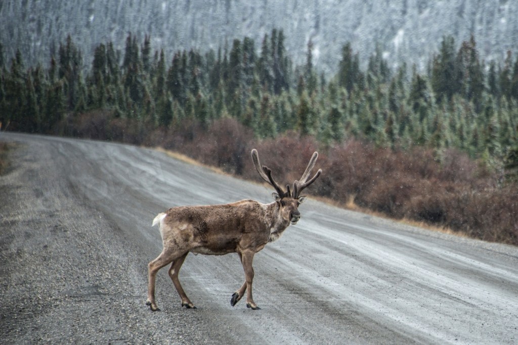 Les coupes forestières poussent le caribou vers l&rsquo;extinction