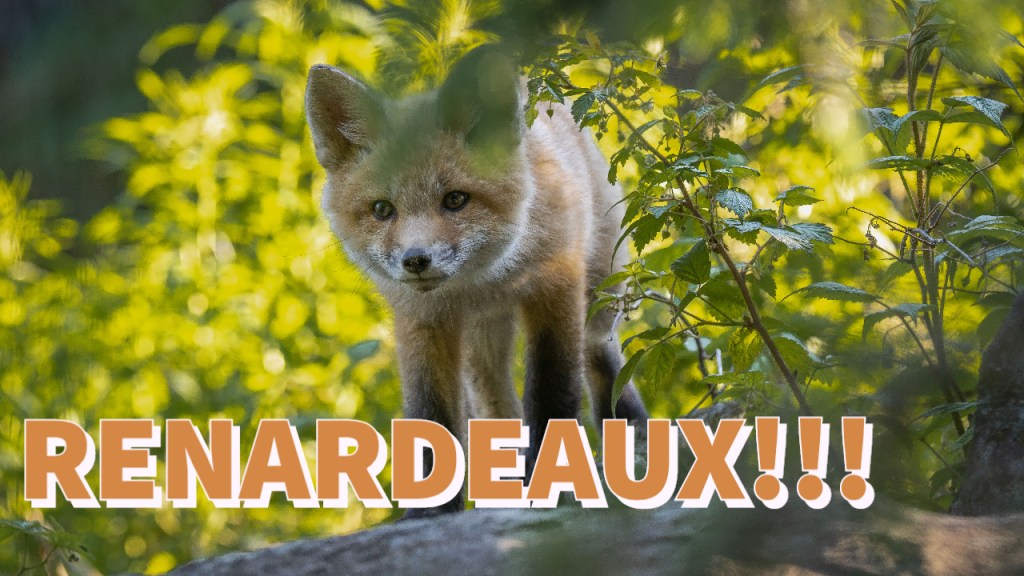 Des renards près de ma&nbsp;maison