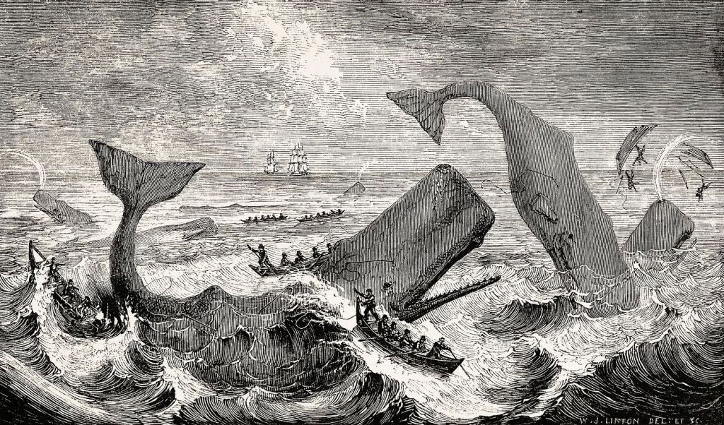 Fin de la chasse à la baleine en&nbsp;Islande?