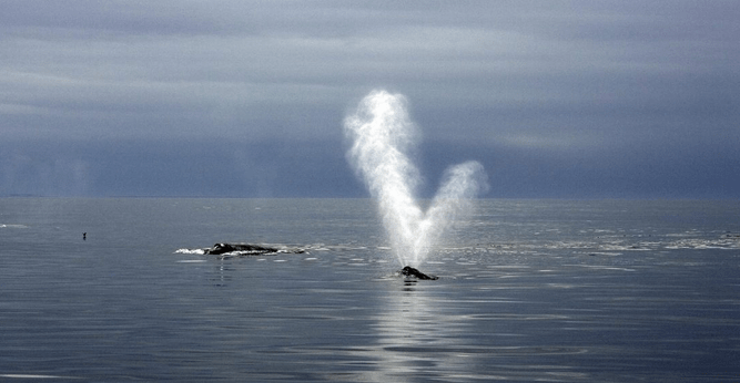 Une bonne saison de reproduction pour la baleine&nbsp;noire?