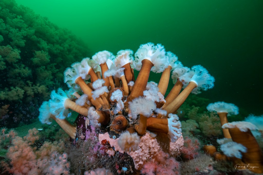 Les paysages sous-marins du&nbsp;Saint-Laurent