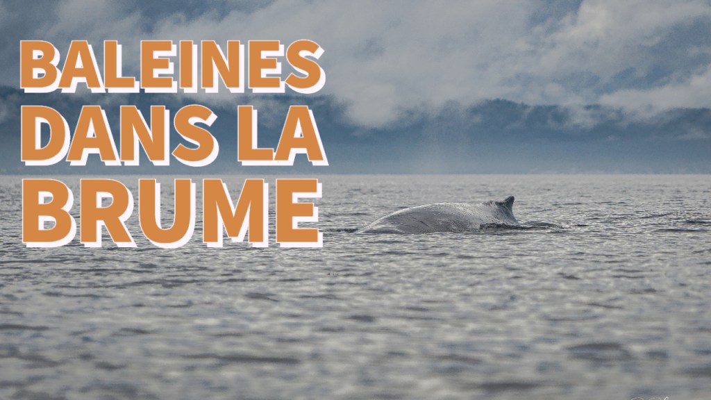 Des baleines dans la&nbsp;brume
