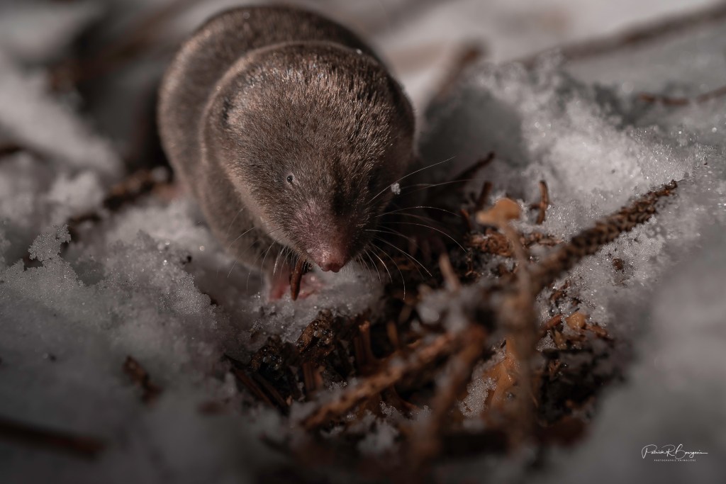 Un animal très difficile à&nbsp;photographier