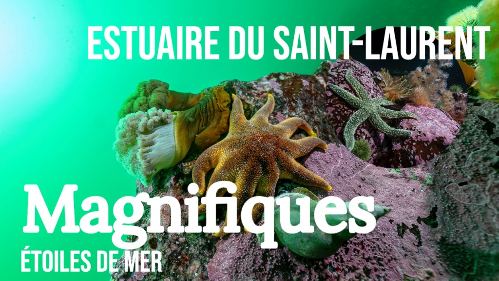 Les superbes étoiles du&nbsp;Saint-Laurent