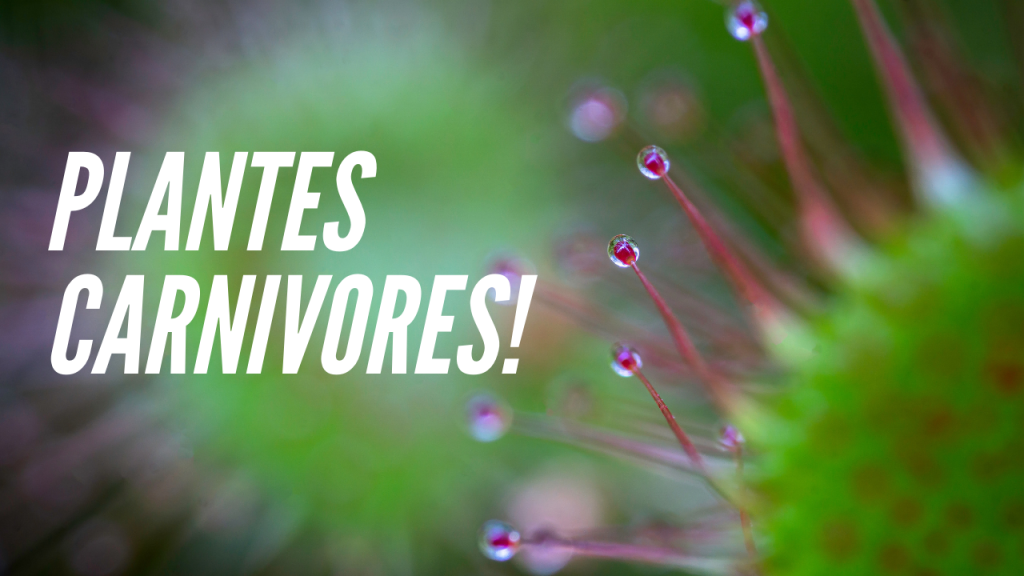 À la recherche des plantes&nbsp;carnivores!