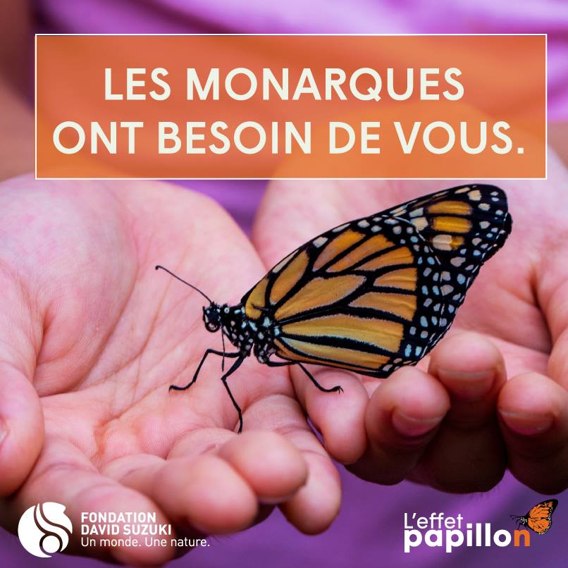 Patrouilleur papillon, je le suis!
