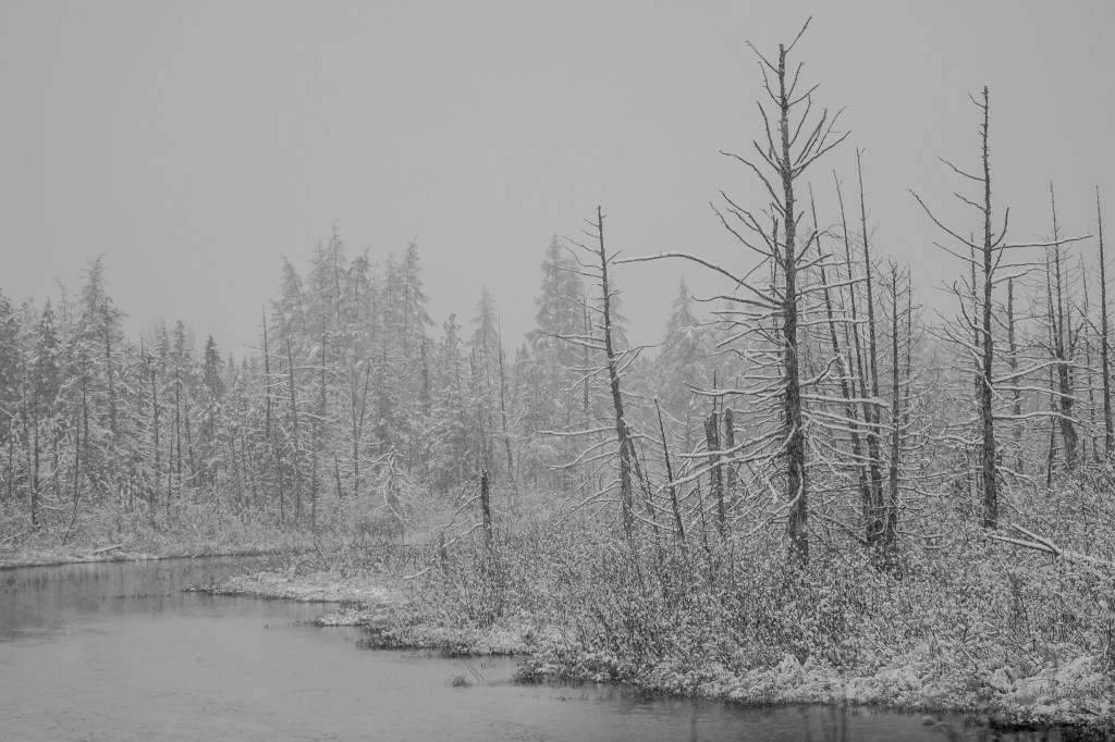 La photo animalière,&nbsp;l&rsquo;hiver