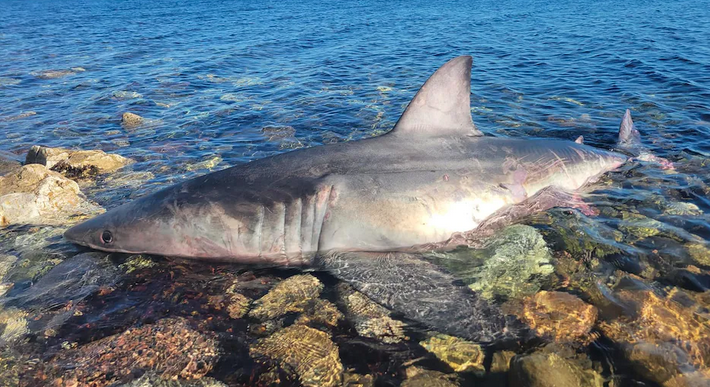 Autre carcasse d&rsquo;un requin blanc dans le&nbsp;Saint-Laurent
