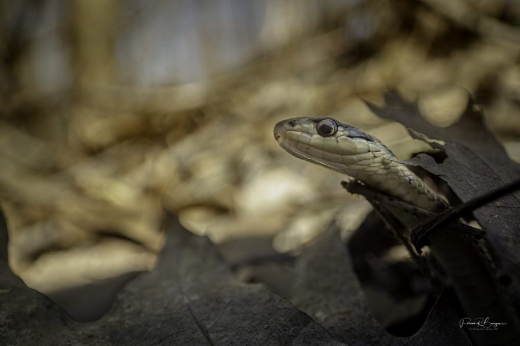 L&rsquo;Halloween, c&rsquo;est l&rsquo;occasion de partager des images qui&nbsp;heurtent!