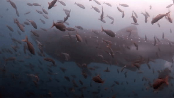 Découvrir les Galapagos, quelle&nbsp;expérience!