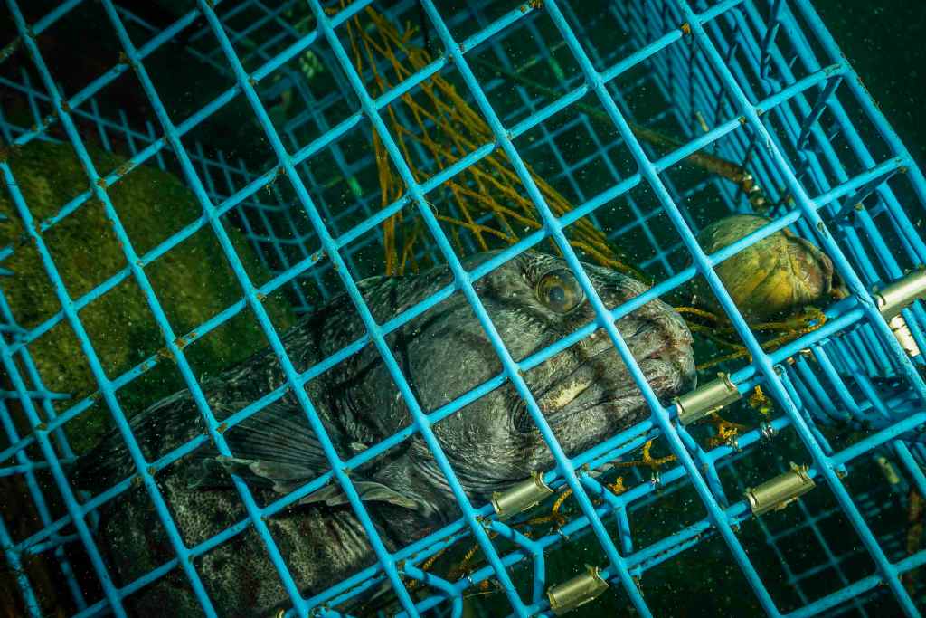 Des engins qui tuent des centaines de milliers&nbsp;d&rsquo;animaux