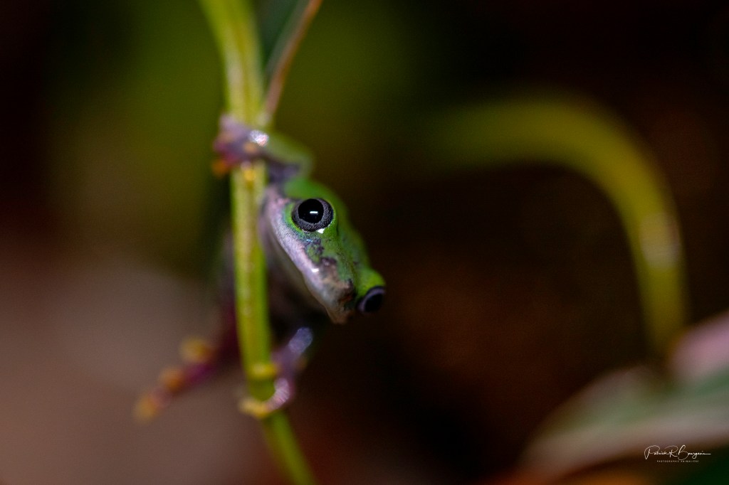 Hyperolius concolor:  toujours aussi&nbsp;difficile!