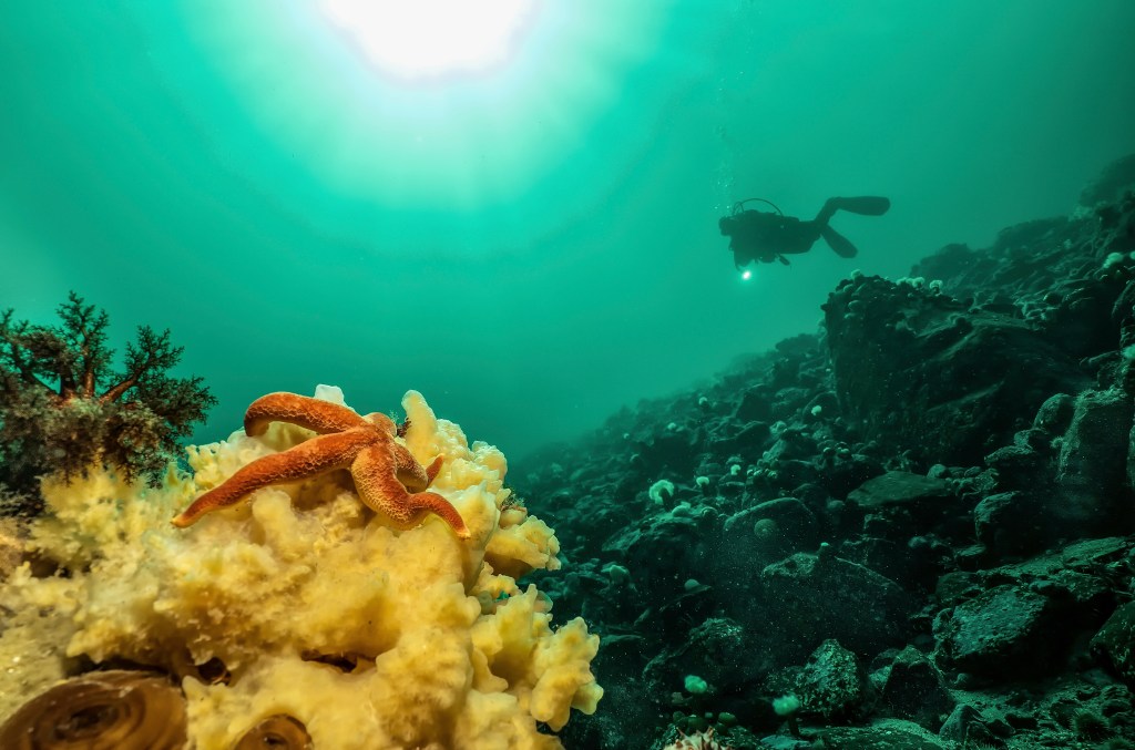 Le Saint-Laurent, un écosystème de toute&nbsp;beauté!