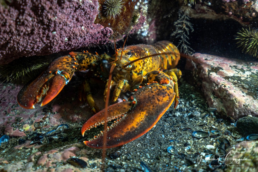 Mon hypothèse sur les homards se&nbsp;confirme