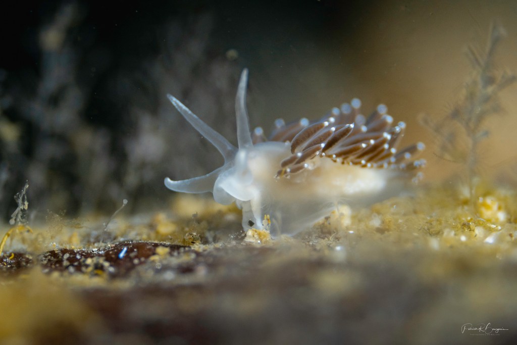 [Conférence] Le monde du&nbsp;minuscule