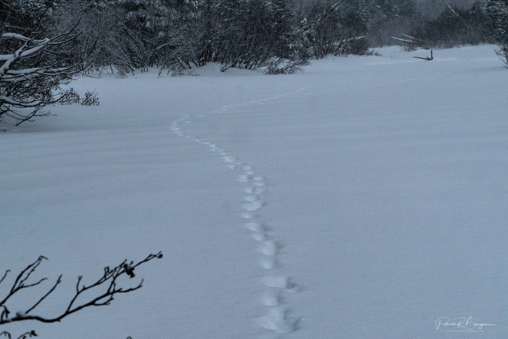Le festin des&nbsp;coyotes