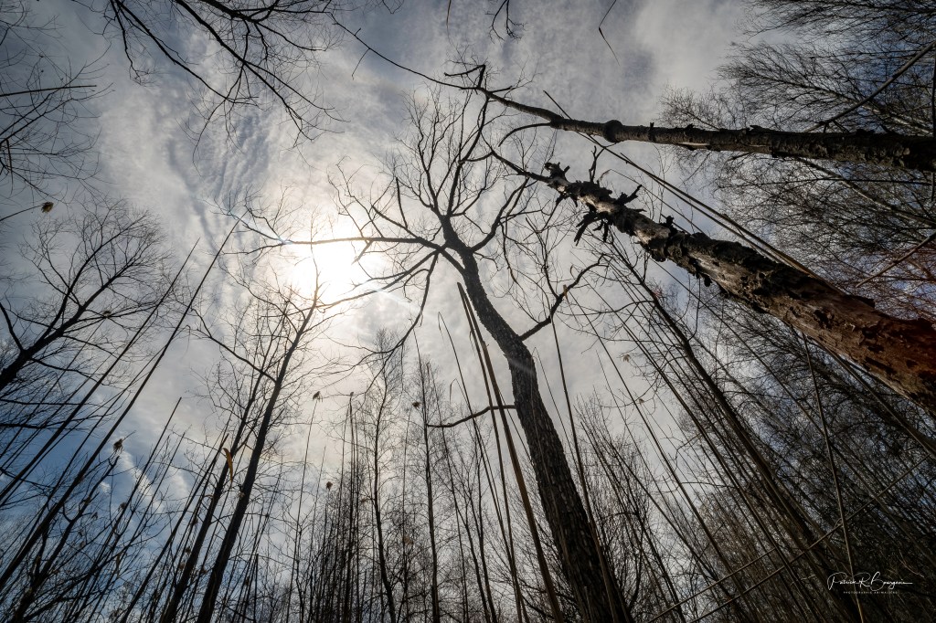 Le chant étrange du butor d&rsquo;Amérique