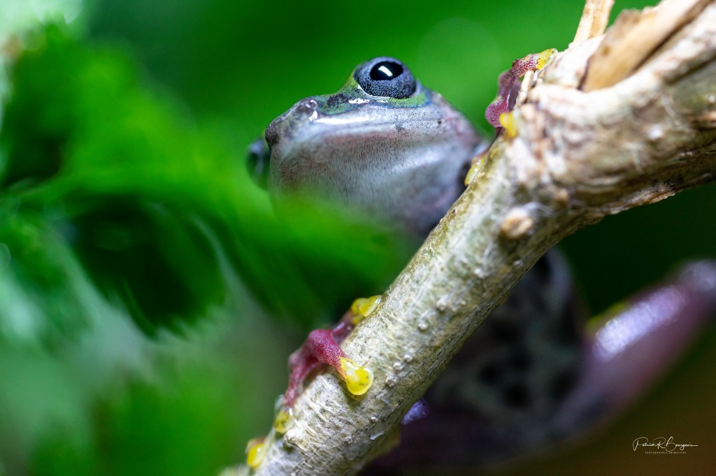Hyperolius concolor:  maintenir une bonne température&nbsp;nocturne