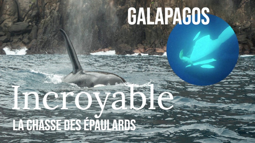 Des images exceptionnelles: Des épaulards en chasse&nbsp;!