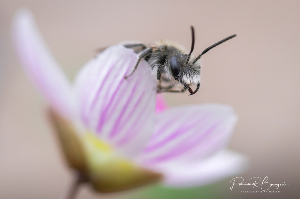 Le dépôt à neige empoisonne les milieux&nbsp;humides