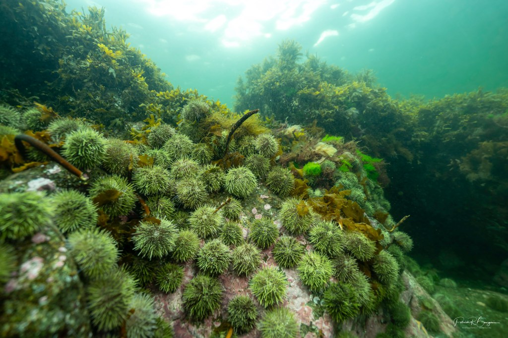 Ayoye, les piquants&nbsp;d&rsquo;oursins