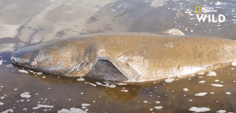 Un requin du Groenland s&rsquo;étouffe en mangeant un&nbsp;orignal